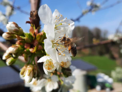 biene an Kirschblüte