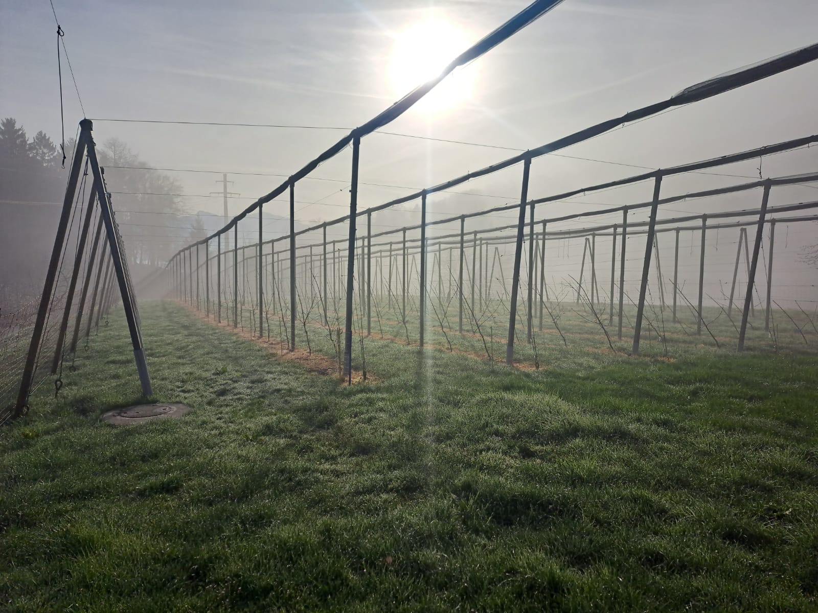 Kirschenanlage im Morgennebel